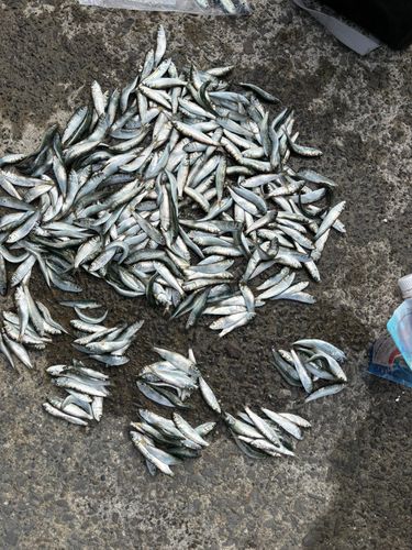 アイゴの釣果