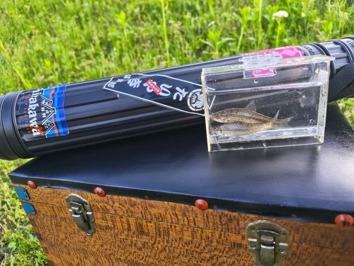 クチボソの釣果