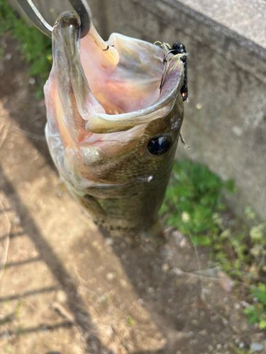ラージマウスバスの釣果