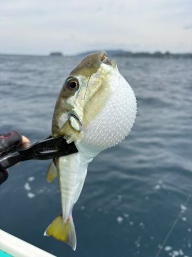 シロサバフグの釣果