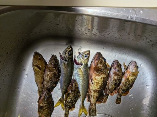 カサゴの釣果