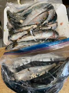 マイワシの釣果