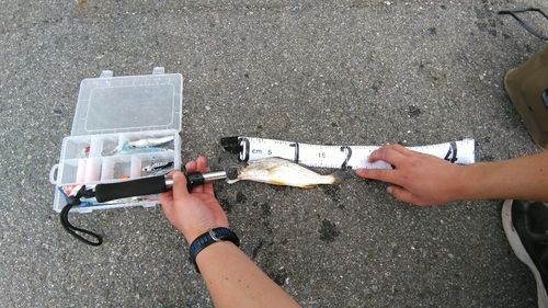 釣果