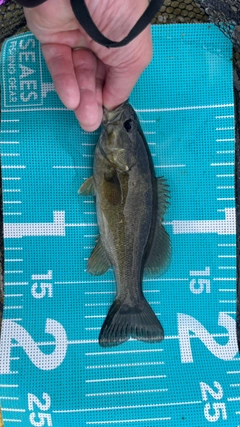 スモールマウスバスの釣果