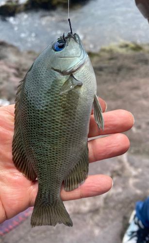 メジナの釣果