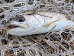 アメマスの釣果