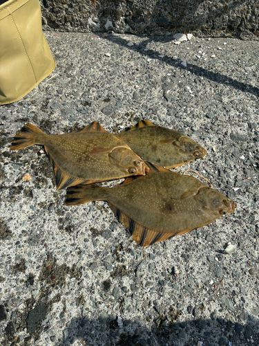 カワガレイの釣果
