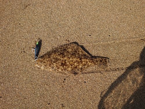 ソゲの釣果