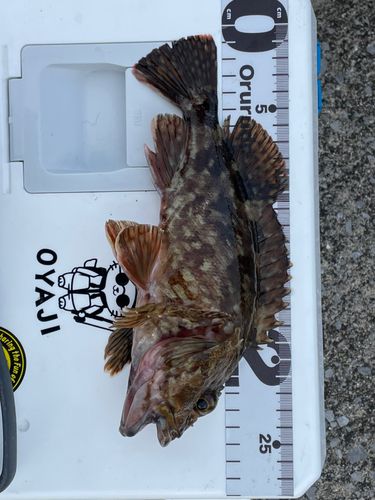 カサゴの釣果