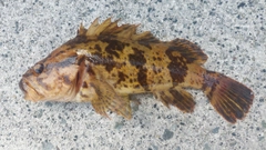 ベッコウゾイの釣果