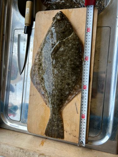 カレイの釣果