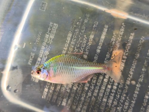 タイリクバラタナゴの釣果