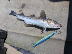スケトウダラの釣果