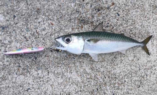 サバの釣果