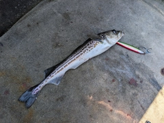 スケトウダラの釣果