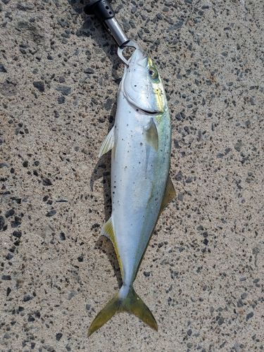 イナダの釣果