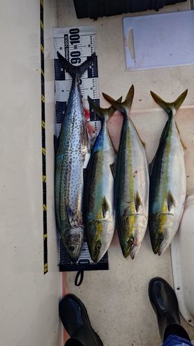 サワラの釣果
