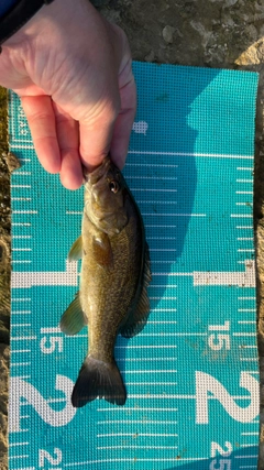 スモールマウスバスの釣果