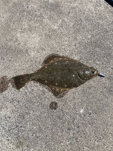 イシガレイの釣果
