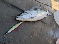 サクラマスの釣果
