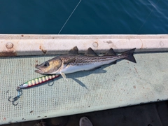 スケトウダラの釣果