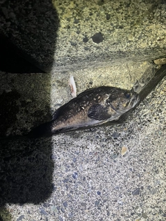クロソイの釣果