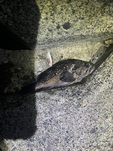 クロソイの釣果