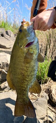 スモールマウスバスの釣果