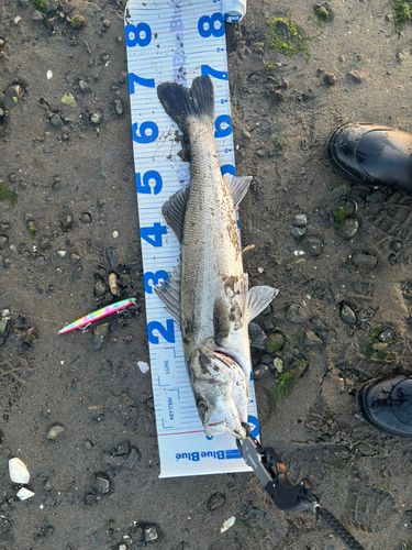 スズキの釣果