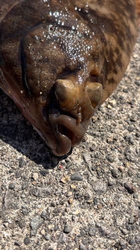 カレイの釣果