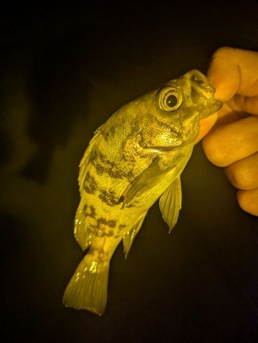 メバルの釣果