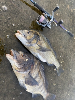 クロダイの釣果