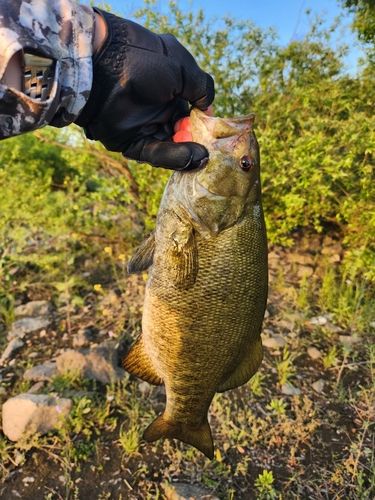 スモールマウスバスの釣果