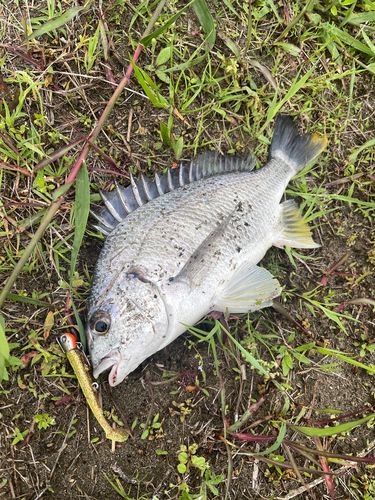 キビレの釣果