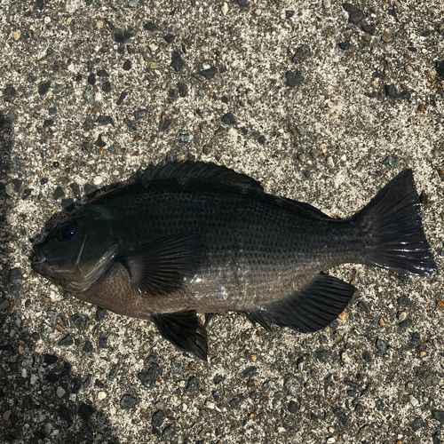 メジナの釣果
