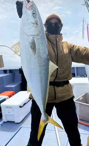 ワラサの釣果