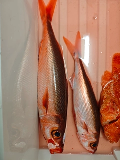 ハチビキの釣果