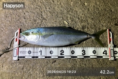 イナダの釣果