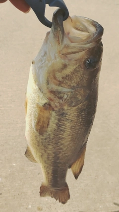 ラージマウスバスの釣果