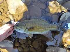 スモールマウスバスの釣果