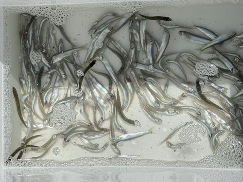 チアユの釣果