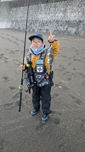 ワカシの釣果