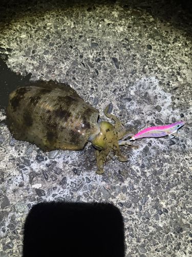 アオリイカの釣果