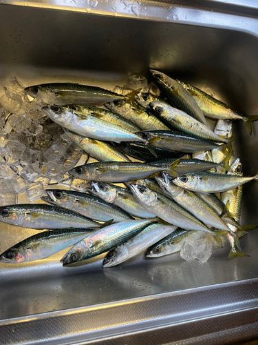 サバの釣果