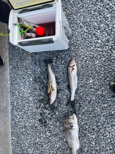 ハネ（マルスズキ）の釣果