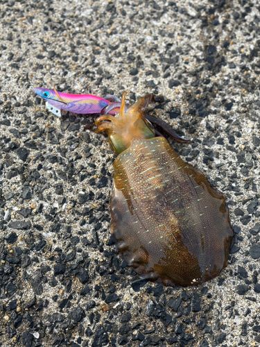 アオリイカの釣果