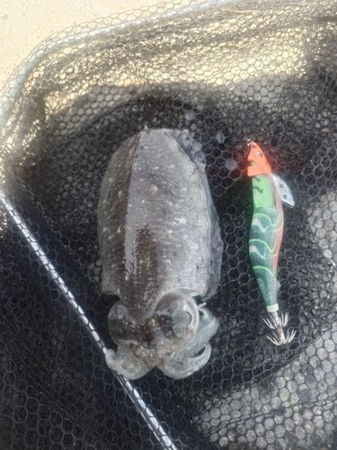 コウイカの釣果