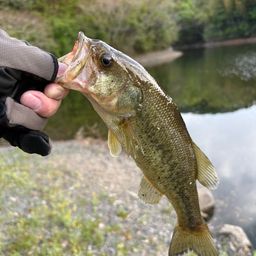 ブラックバスの釣果写真