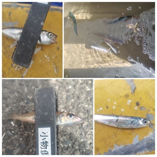 シロギスの釣果