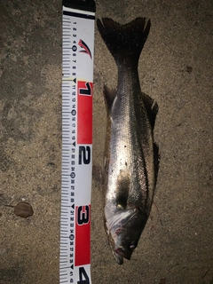 セイゴ（マルスズキ）の釣果
